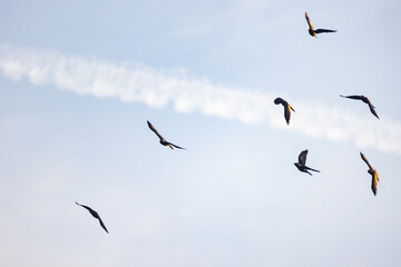 Coastal gulls glide beneath soft sunlight, Scene captures peaceful moment of freedom and silent motion in nature