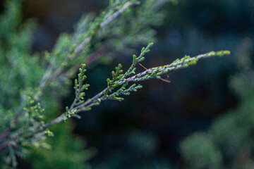 Fern in the forest