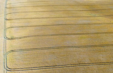 Drohnenfoto eines Getreidefelds in Schleswig-Holstein, Deutschland