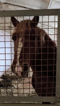 Breed Novooleksandrian draught. Horse stallion in stall. Red with gray coat color. Front view of muzzle close-up