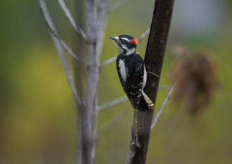 Down woodpecker portrait