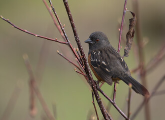 Spotted Towhee in fall colors