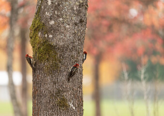 Red-breasted Sapsucker