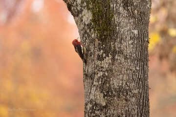 Red-breasted Sapsucker