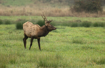 Roosevelt Elk bull
