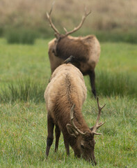 Roosevelt Elk bull