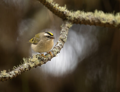 Golden-crowned Kinglet