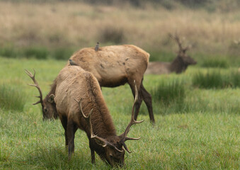 Roosevelt Elk bull