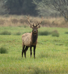 Roosevelt Elk bull