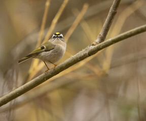 Golden-crowned Kinglet