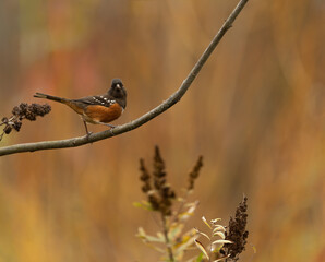 Spotted Towhee in fall colors