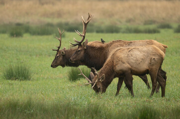Roosevelt Elk bull