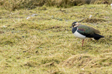 Northern lapwing (Vanellus vanellus) common in European farmland and wet grasslands