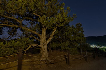 Russia, Novy Svet. Bizarre curves of relict juniper trees on the night cliffs of the Black Sea at Cape Kapchik on the Crimean Peninsula.