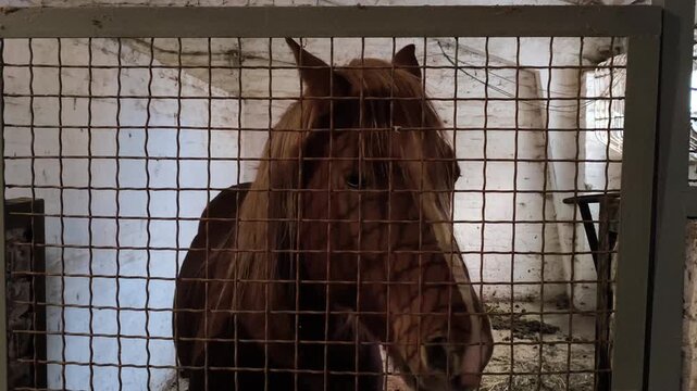 Horse stallion standing in stall. Close-up view of muzzle. Breed Novooleksandrian Draught. Red with gray coat color