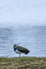 Northern lapwing (Vanellus vanellus) common in European farmland and wet grasslands