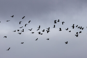 Northern lapwing (Vanellus vanellus) common in European farmland and wet grasslands