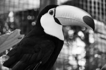 Monochromatic image of an adult toucan