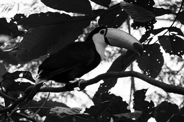 Black and white image of an adult toucan amidst the branches of a tree
