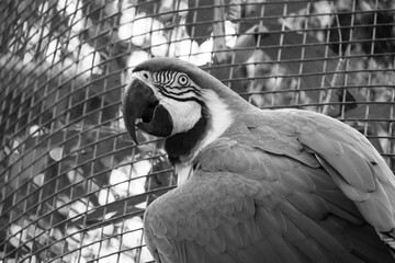Monochromatic image of an adult macaw