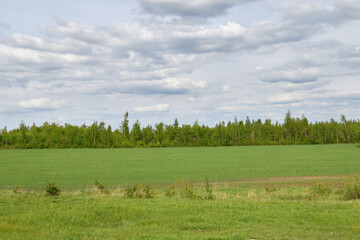 Russian rural nature panorama - field sown with grain and trees on the plain