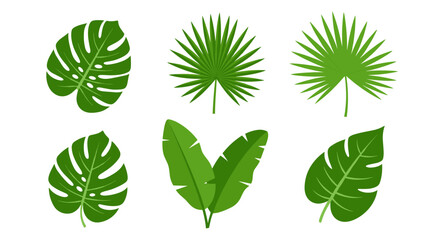 Tropical foliage collection: monstera, palm, and banana leaves in flat style