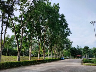 Tree-Lined Parking Area in Morning Light at Taman Tasek Tun Jeanne Abdullah, Seri Alam, Johor, Malaysia