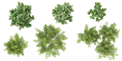 Collection of Artemisia,Viburnum plants on transparent background from the top view