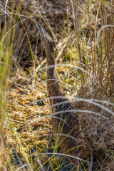 American Bittern Stocky, brown heron, 