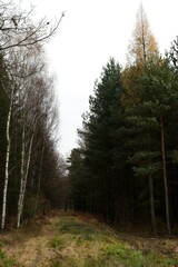A tranquil forest path framed by contrasting trees — slender white-barked birches on the left and dense dark-green conifers on the right. The natural symmetry and soft lighting create a moody composit