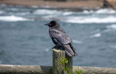 Crow on park fence overlooking the ocean