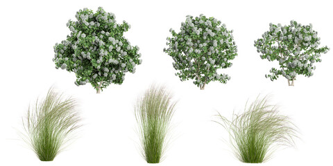 Collection of Viburnum plants,Stipa grass isolated on white background © Saifstock
