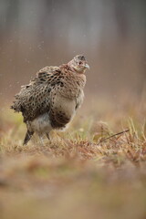 Bażant (Phasianus colchicus) pheasant
