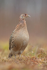 Bażant (Phasianus colchicus) pheasant