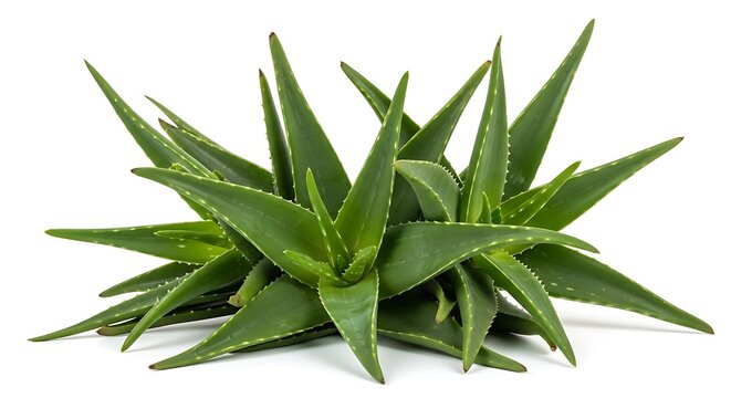 Kitchen Whisk Close-up