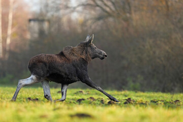 Łoś (Alces alces) moose