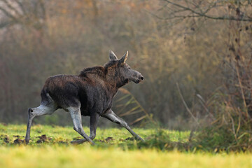Łoś (Alces alces) moose © Bartosz Rakoczy