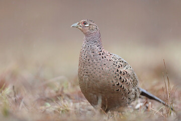 Bażant (Phasianus colchicus) pheasant