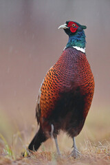 Fototapeta premium Bażant (Phasianus colchicus) pheasant