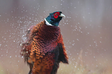 Bażant (Phasianus colchicus) pheasant