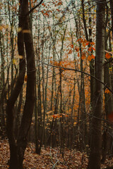 Tree Branches Forming Natural Patterns in the Forest © abadura