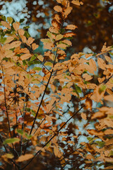 Autumn Leaves Displaying Warm Colors in the Forest