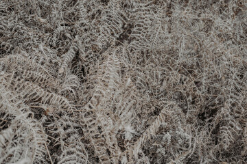 White Ornamental Grass in Soft Breeze