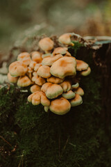 Wild Forest Mushrooms in Natural Woodland Environment
