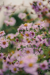 Purple Summer Flowers in Warm Sunlight