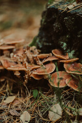 Wild Forest Mushrooms in Natural Woodland Environment