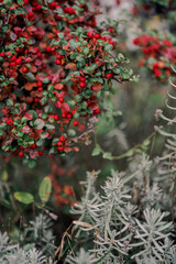 Rowan Berries in a Natural Forest Setting © abadura
