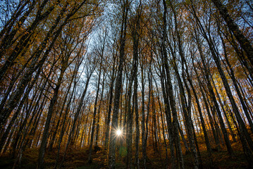 Sunlit autumn leaves with soft background bokeh
Branch with warm-toned autumn leaves illuminated by sunlight against a blurred forest background.
