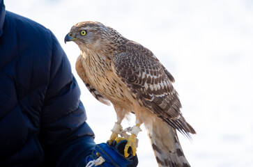 Falcon hunting. Golden eagle close-up on the background of the sky. The bird of prey hunts its...