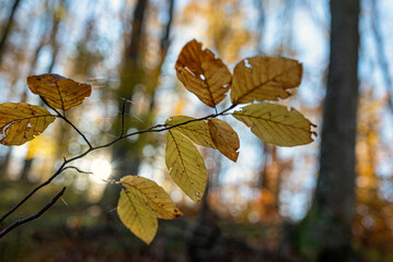 Sunlit autumn leaves with soft background bokeh
Branch with warm-toned autumn leaves illuminated by sunlight against a blurred forest background.
